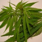 Ekologiškos kanapės baltame fone