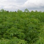 Ekologiškų kanapių laukas