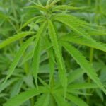 Ekologiškos kanapės