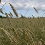 Ekologiškų rugių laukas