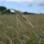 Ekologiškų rugių laukas