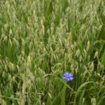 Ekologiškų avižų laukas