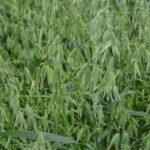 Ekologiškų avižų laukas