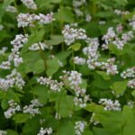 Ekologiškų grikių laukas