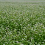 Ekologiškų grikių laukas