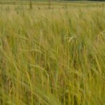 Ekologiškų miežių laukas