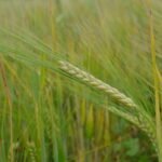 Ekologiški produktai: ekologiškų miežių laukas