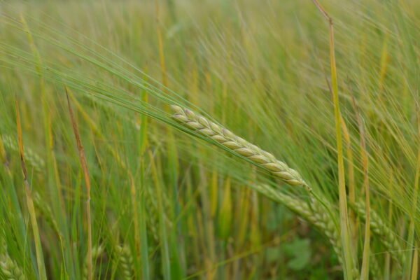 Ekologiški produktai: ekologiškų miežių laukas