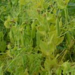 Ekologiškų žirnių laukas