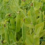 Ekologiškų žirnių laukas