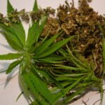 Ekologiški kanapių žiedai ir lapai baltame fone