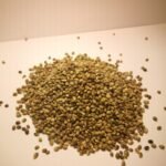 Ekologiškos kanapių sėklos